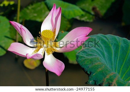 Pink lotus flower and leaves.