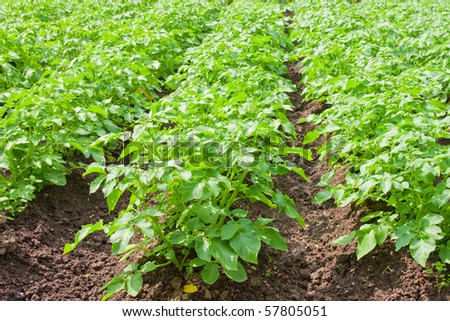 http://image.shutterstock.com/display_pic_with_logo/257923/257923,1280087119,1/stock-photo-a-field-planted-with-potatoes-shot-in-the-middle-of-summer-57805051.jpg