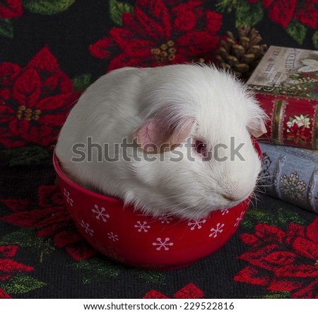 A white guinea pig wearing a red winter holiday hat sits in a red holiday bowl with white snowflakes. The bowl sits on top of a holiday themed mat. Holiday colored books can be seen in the background.