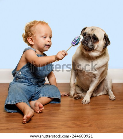 A cute toddler wearing jean overalls tries to share his lollipop with a pug puppy.