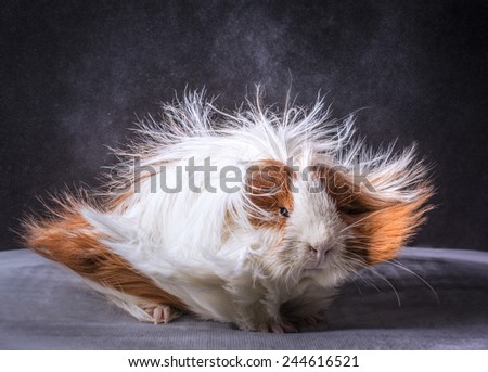 A guinea Pig with it\'s hair getting blown up and everywhere. Powder is coming off the guinea pig, making it look sort of like it is on the surface of the moon and stars and space in the background.