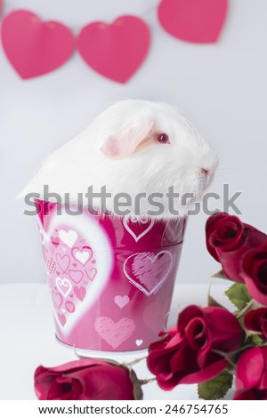 A white American Guinea pig sits in a Valentines themed bucket. He has some red roses and hearts can be seen in the background.
