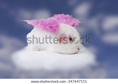 An American breed, white, guinea pig sits atop a puffy white cloud. She is wearing pink angel wings and is floating in the blue sky with white clouds.