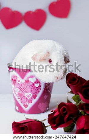 An American breed, white guinea pig sits in a Valentine's theme bucket with red roses and hearts.