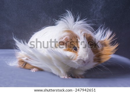 A guinea pig's hair is blowing in the wind.