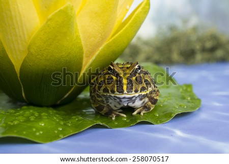 A cute frog sits under a yellow flower, on top of a lily pad. The lily pad is in water, mass can be seen in the background.