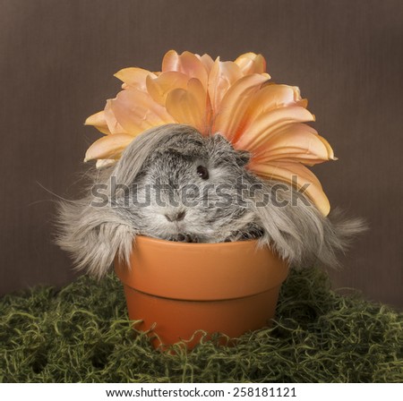 A Peruvian guinea pig sits in a terra cotta pot with a flower on it head.