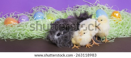 A guinea pig with 3 small chicks among Easter Decorations