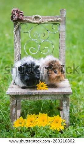 Two guinea pigs on a cute chair in the grass with some bright yellow flowers.