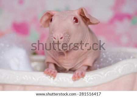 A hairless guinea pig sits in a bubble bath in a spa like setting.