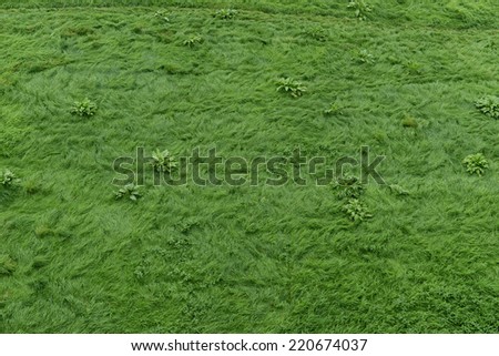 Green grass. A perfect bright green field of grass.