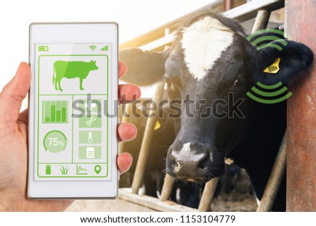Agritech concept showing smartphone app wirelessly reading a dairy cows data ear tag.