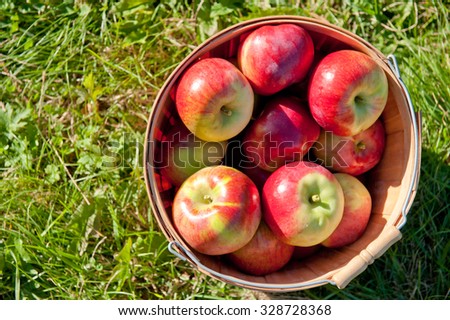 Basket of apples in a field