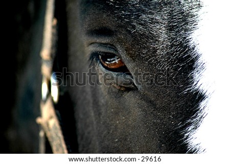 Fenced: close up of reflection of fence in horses eye
