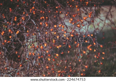 Rosehip berries on the twig, natural autumn vintage seasonal background