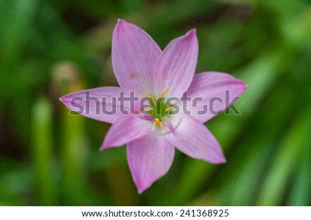The purple rain lily flower