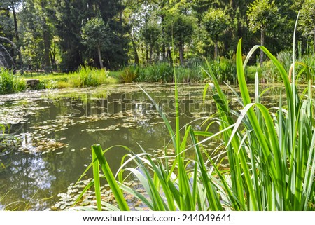 A picturesque pond in the green summer forest. A quiet pond, overgrown with weeds and tall grass. A small forest pond, the pond in the forest.