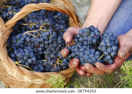 Hands holding bunch of wine grapes,Fresh wine grapes harvest.
