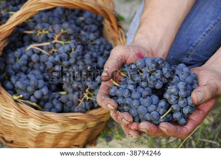 Hands holding bunch of grapes