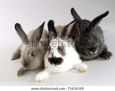 three rabbits together.