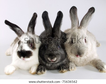 Rabbits Together