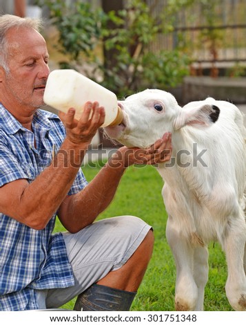 Farmer feeding a little baby white cow with milk bottle.