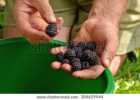 Farmer hands collecting black berries from crop harvest.