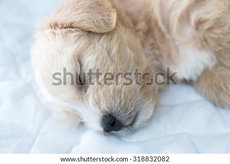 Closeup of Shih Tzu dog sleeping.Shih-Tzu dog. Black and white