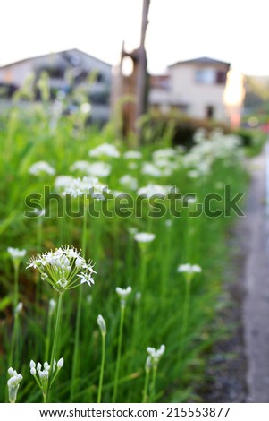 Small flower beside road in Japan