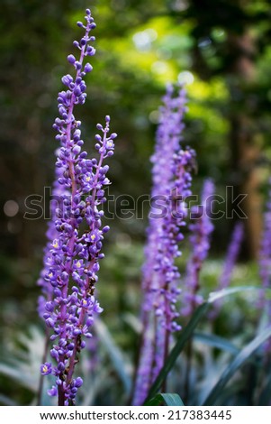 Background of violet lilyturf a small herb flower in garden.