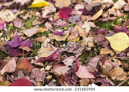 Background of falling leave in autumn season in Japanese park