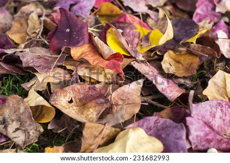 Background of falling leave in autume season in Japanese park