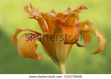 Soft focus orange Day lily