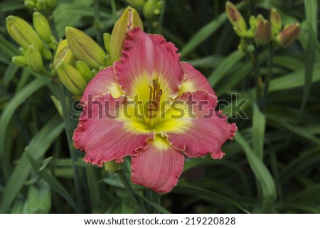 Bright pink ruffle edges isolated Day lily with anthers and pistil