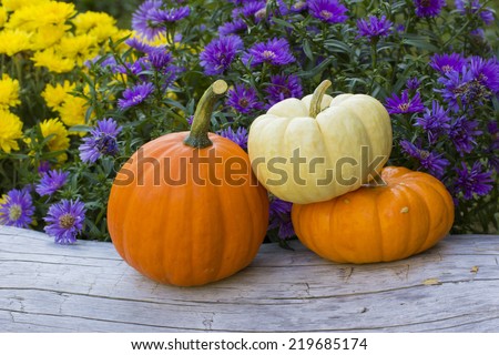 Trio of mini pumpkins on old log with fall floral background