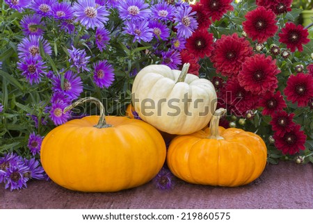 Trio of mini pumpkins with fall floral background