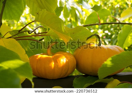 Pair of mini pumpkins with leaf shade and sunlight