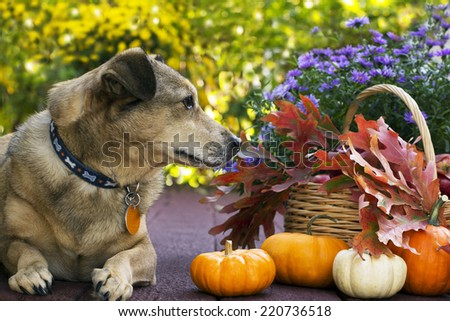 Resting dog profile looking at pumpkins and fall leaves