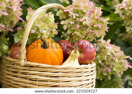 Basket with mini pumpkins, red apples on autumn  hydrangea background