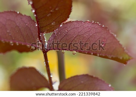 dew rain water drops on the red rose leaves  macro