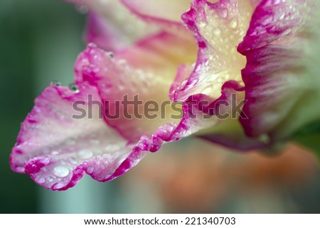 Macro Pink red ruffled edges gladiolus flowers with morning dew rain drops
