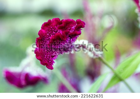 Red burgundy color flower, Cockscomb or Chinese Wool Flower (Celosia argentea), on green blurred background