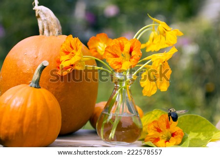 Fall inspiration, bouquet of nasturtium flowers in a vase and mini  pumpkins on sunny day