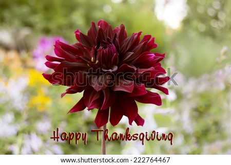 Happy Thanksgiving burgundy dahlia flower on blurred green background