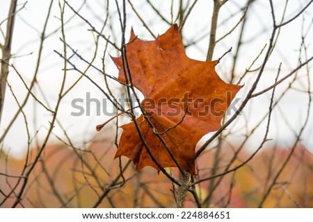 Dry autumn sycamore leaf on fall background