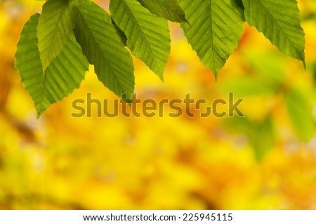 Defocused blurry  green fall leaves background. Autumn background