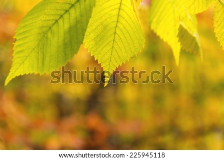 Defocused blurry  fall leaves background.  Autumn background