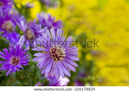 Purple Aster flower close-up on blurred yellow background. Fall background