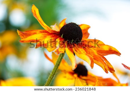Bright yellow Rudbeckia or Black Eyed Susan flowers on light sky background