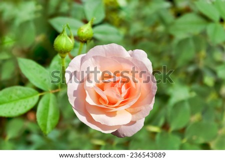 Peach rose. Very lovely peach colored rose